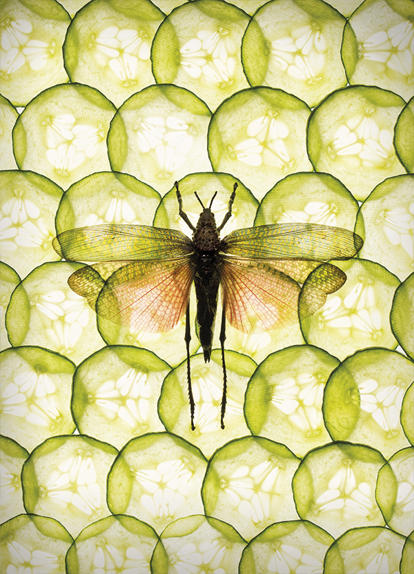 Still life photography of insect and food
